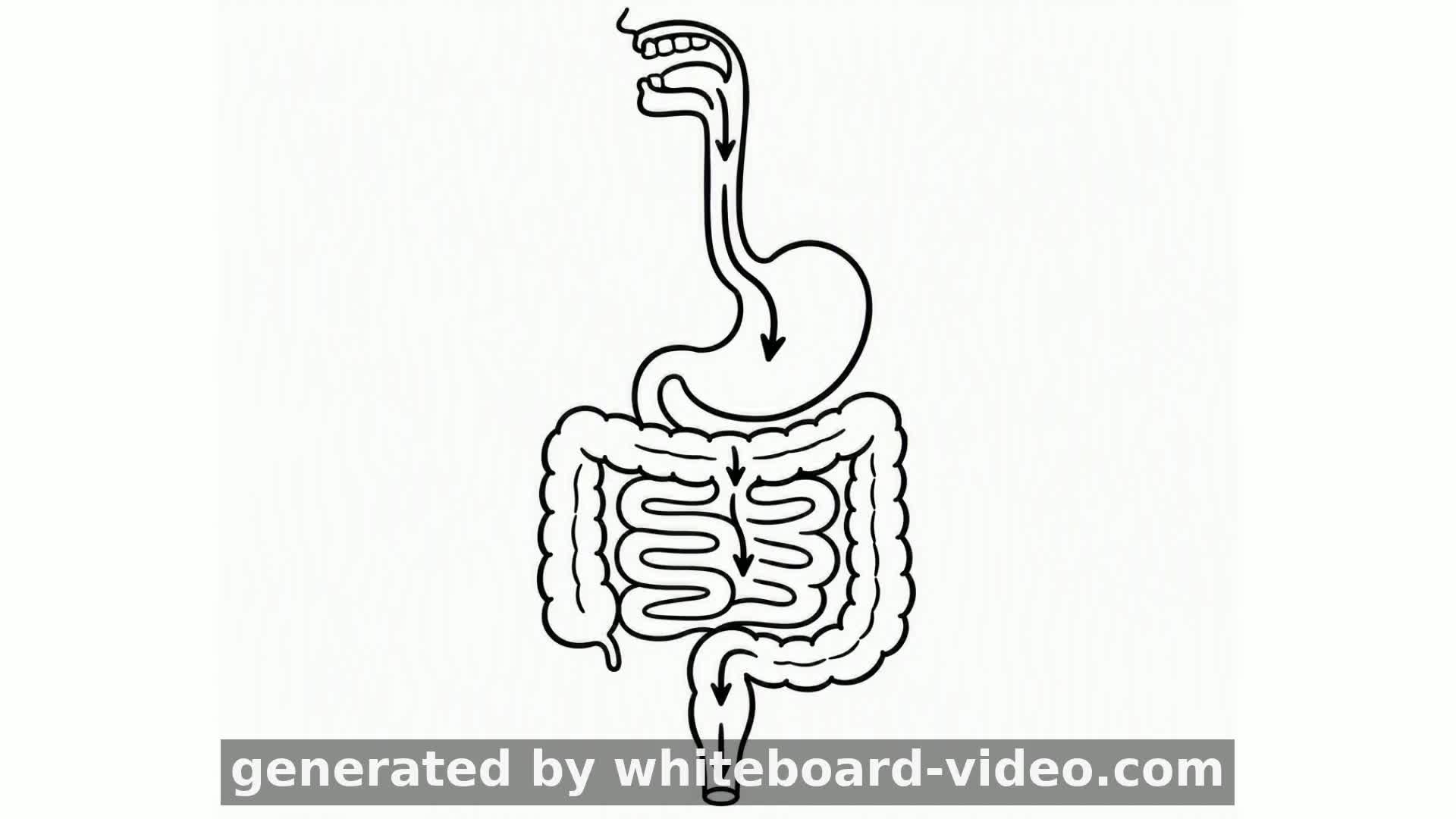The Journey of Food: How Digestion Works
