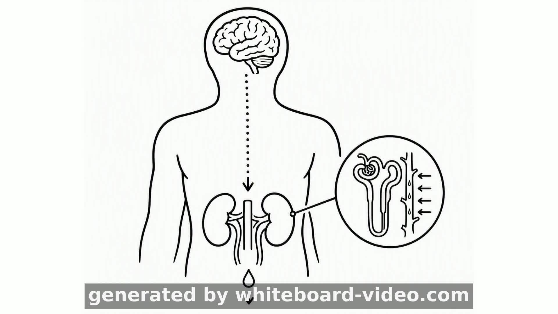 What Happens to Your Kidneys When You Don't Drink Enough Water?