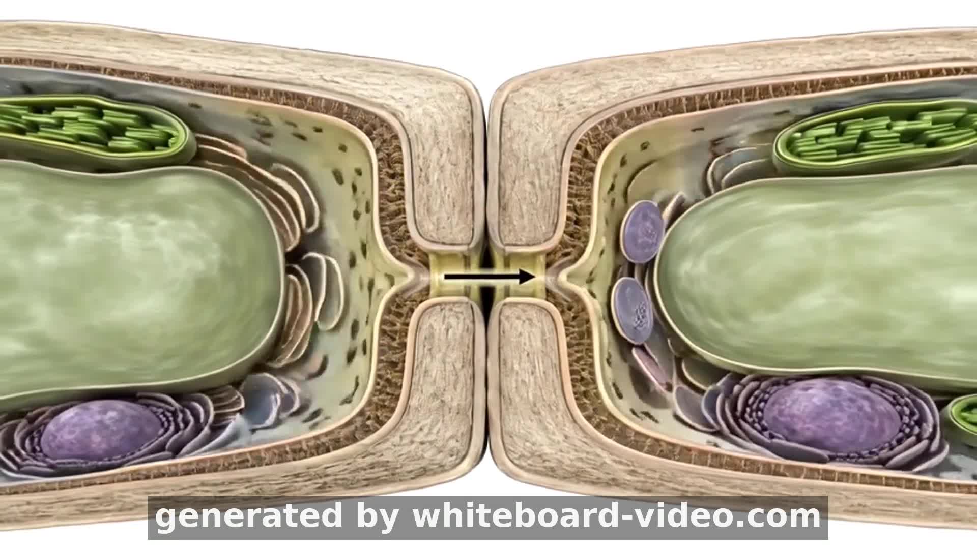 Pits in the Plant Cell Wall – Laboratory No. 3