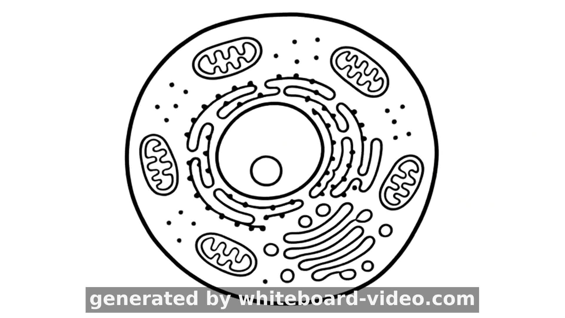 Inside the Cell: A Tour of Organelles