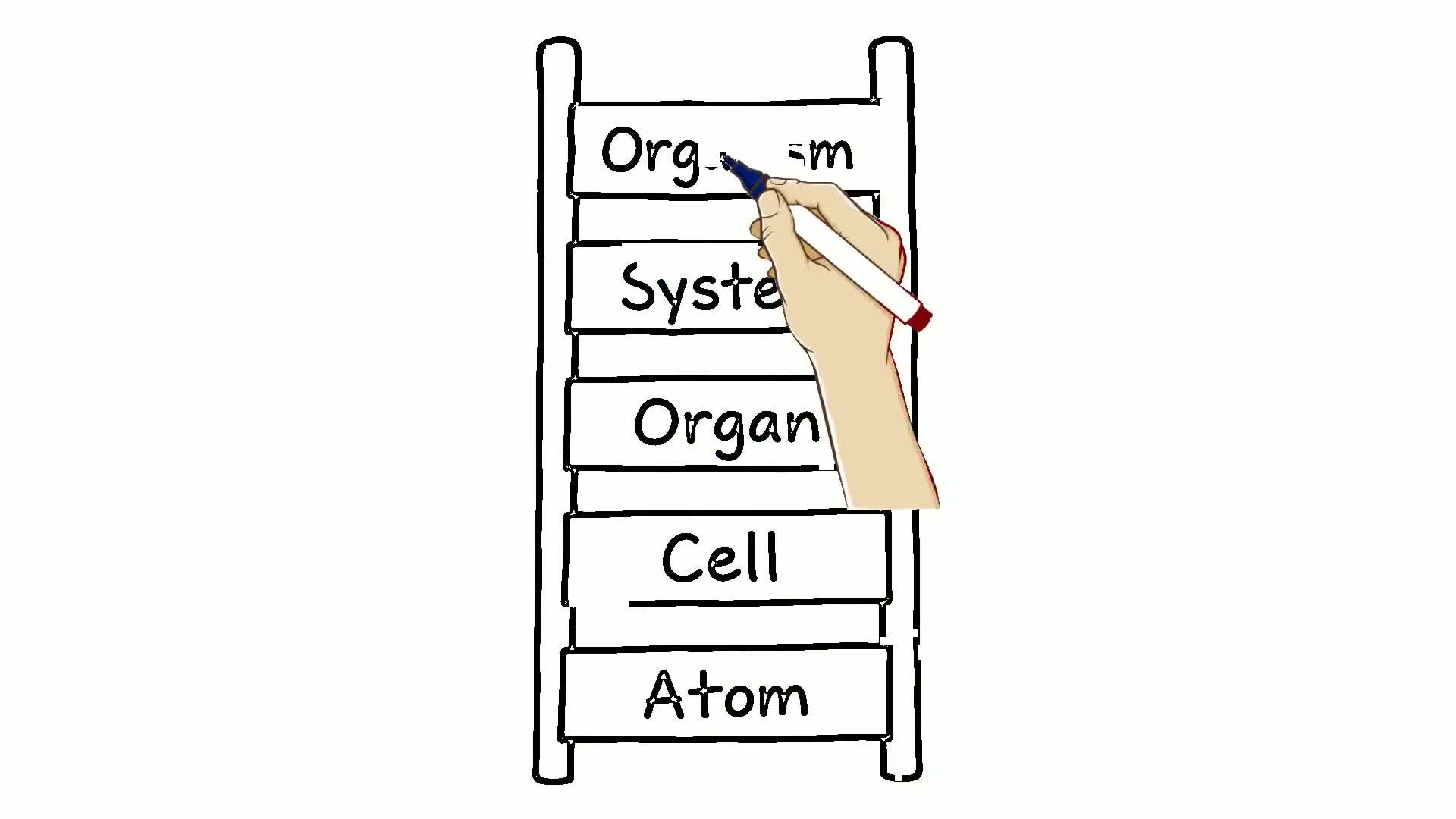 Introduction to Human Anatomy